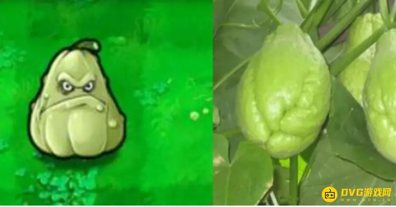 《植物大战僵尸》中的植物原型解析