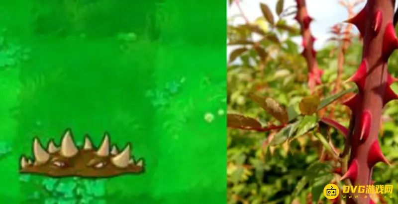 《植物大战僵尸》中的植物原型解析