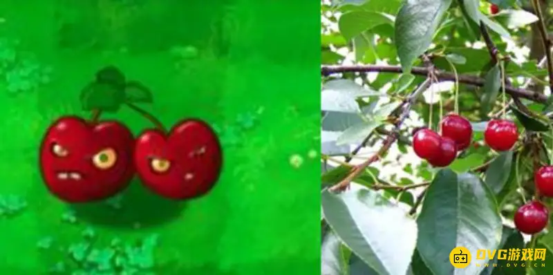 《植物大战僵尸》中的植物原型解析