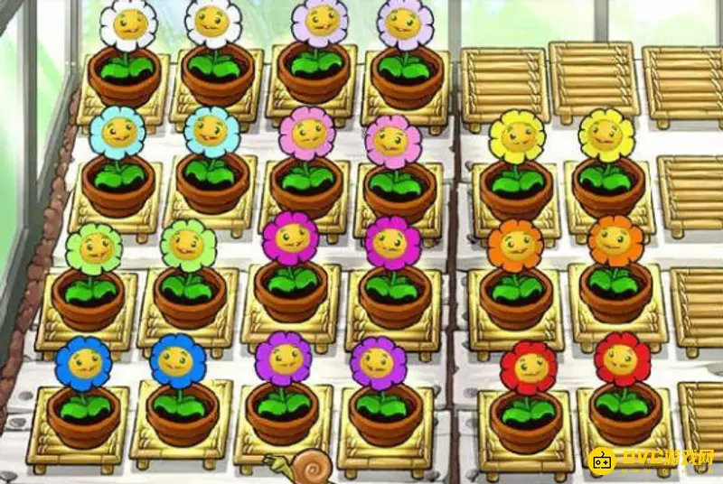 《植物大战僵尸》金盏花颜色介绍