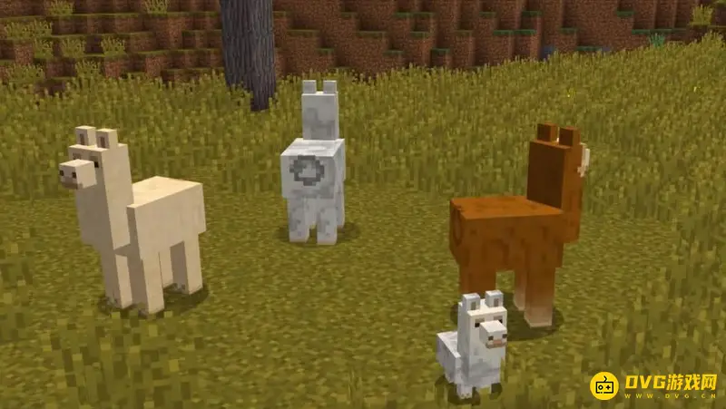 我的世界羊驼箱子怎么选择-羊驼身上装什么好