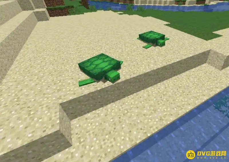 《我的世界》海龟孵化后在哪?